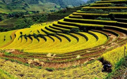 Du Lịch Cánh Đồng Mường Thanh: Tips Kinh Nghiệm Từ A - Z