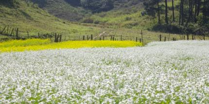 Du Lịch Mộc Châu Mùa Nào Đẹp Nhất? Phân Tích Chi Tiết