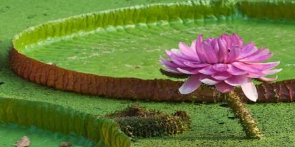 Phước Kiển Tự Chùa Lá Sen - Cảm Nhận Sự Bình Yên Khi Ghé Tới